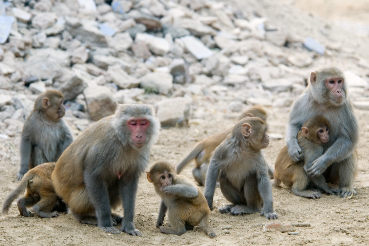 Rhesus_macaque_Macaca_mulatta_2154440309.jpg
