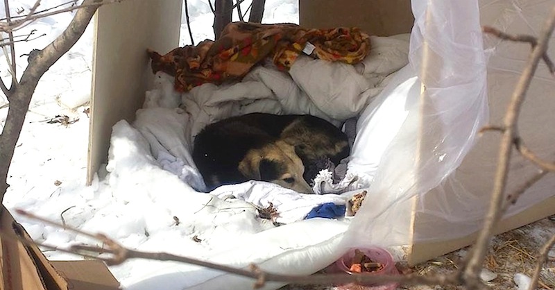 Ricky-Charlie-shelter2.jpg