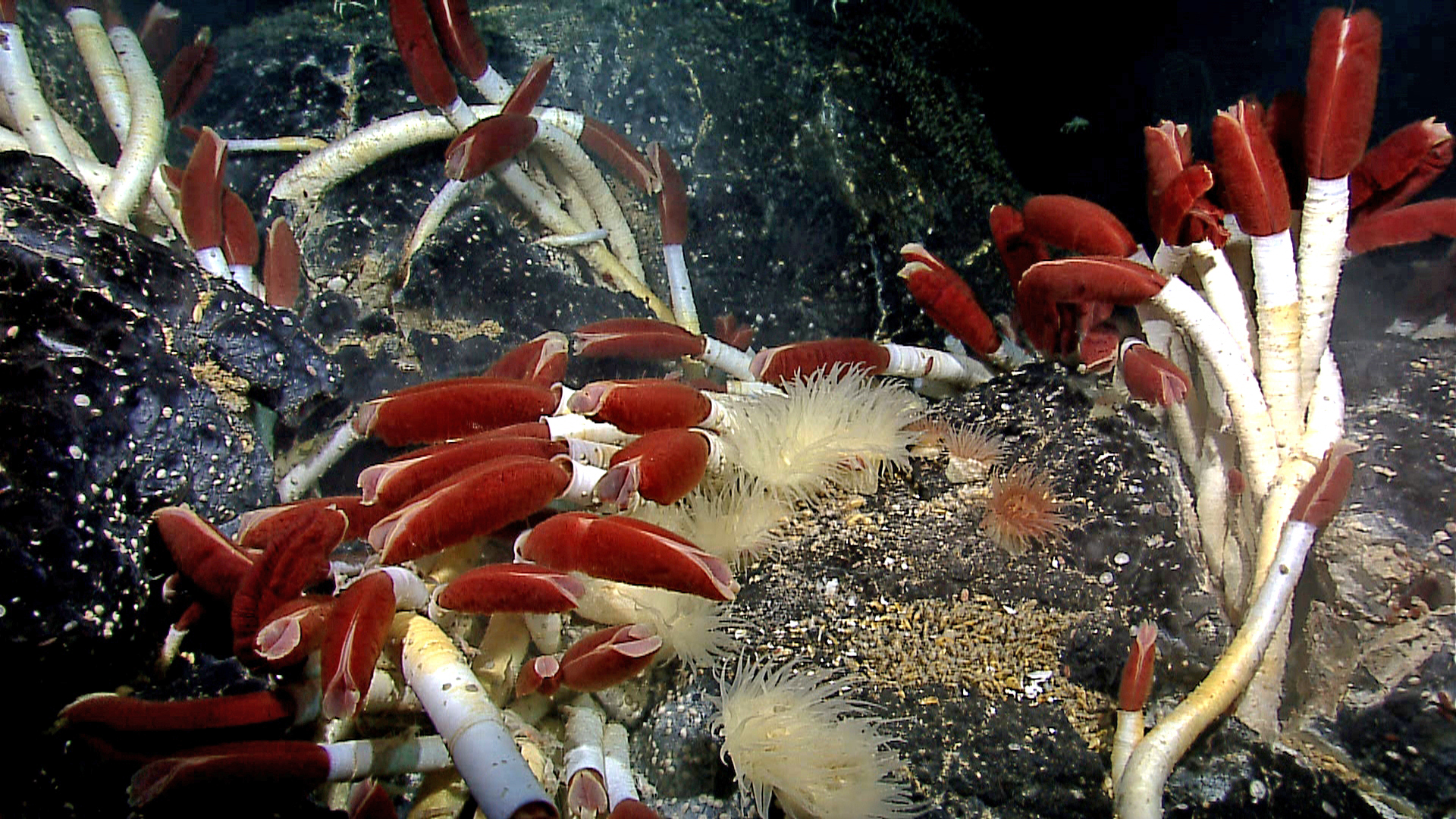 Riftia_tube_worm_colony_Galapagos_2011.jpg