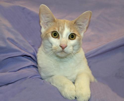 Roary-The-Cat-Adopt-1.jpg
