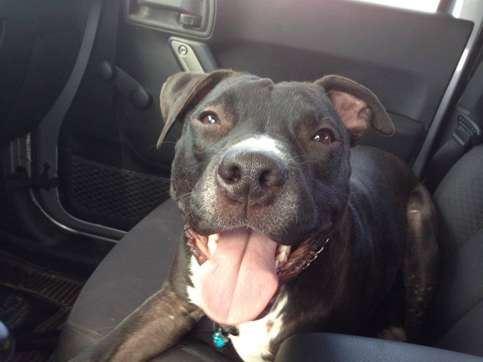 Rorschach-Happy-Dog.jpg