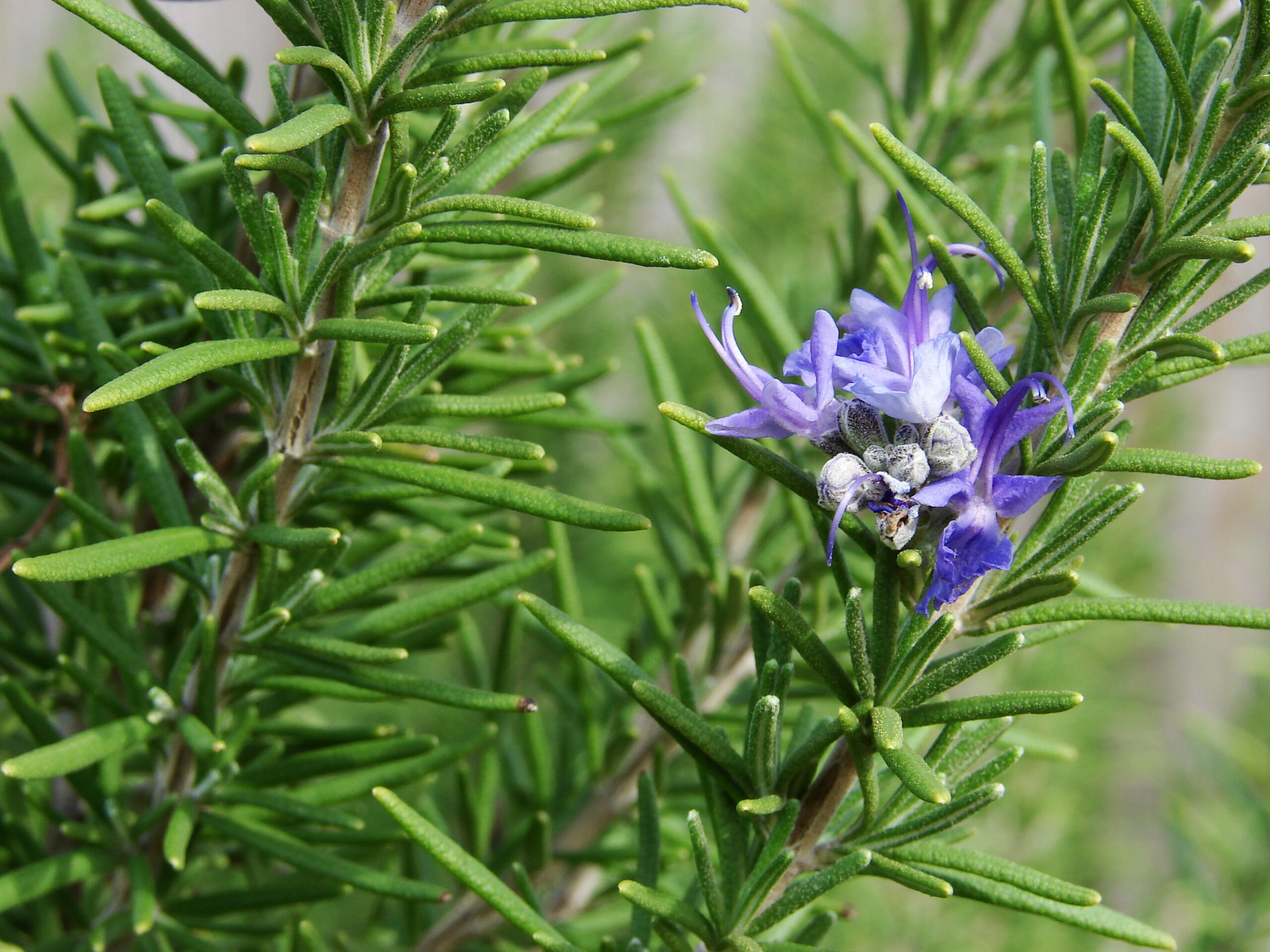 Rosemary-7560.jpg