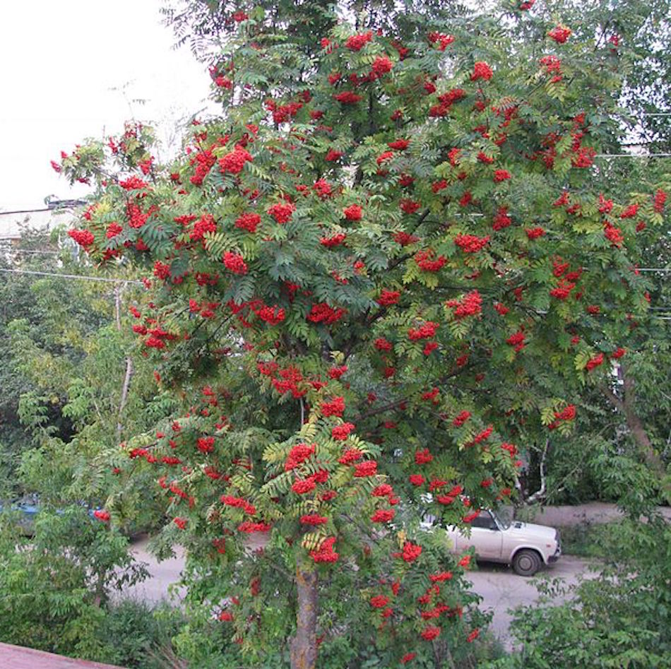 Rowan_tree_under_my_window_-_panoramio.jpg