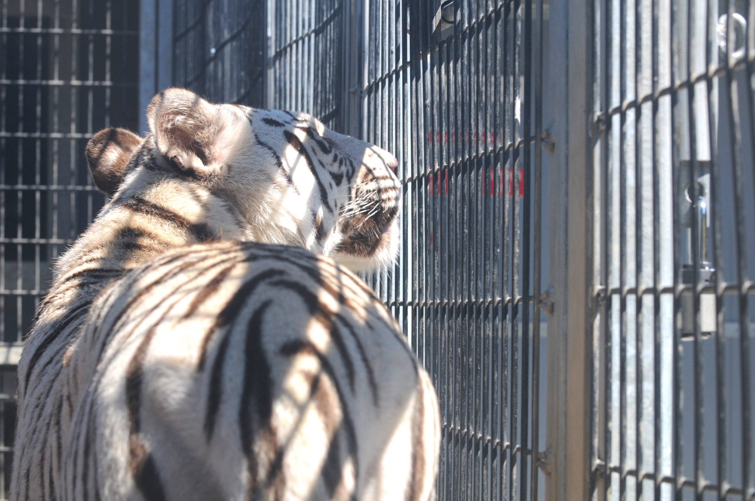 Royal_White_Bengal_Tiger_in_cage_at_Cougar_Mountain_Zoological_Park.jpg