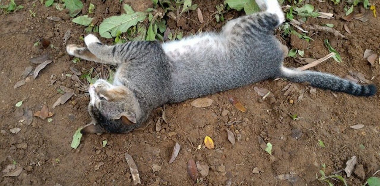 SWNS_CAT_GRAVE_05-850x478