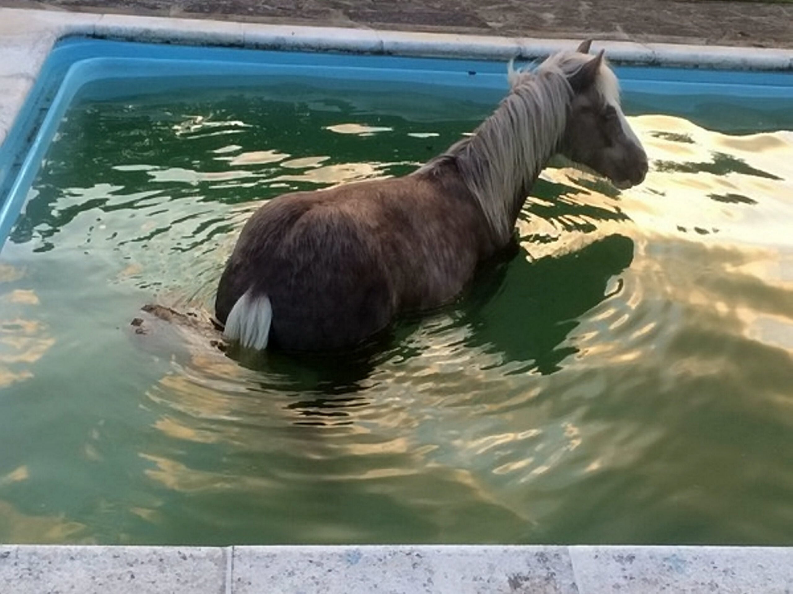 SWNS_POOL_HORSE_01.jpg