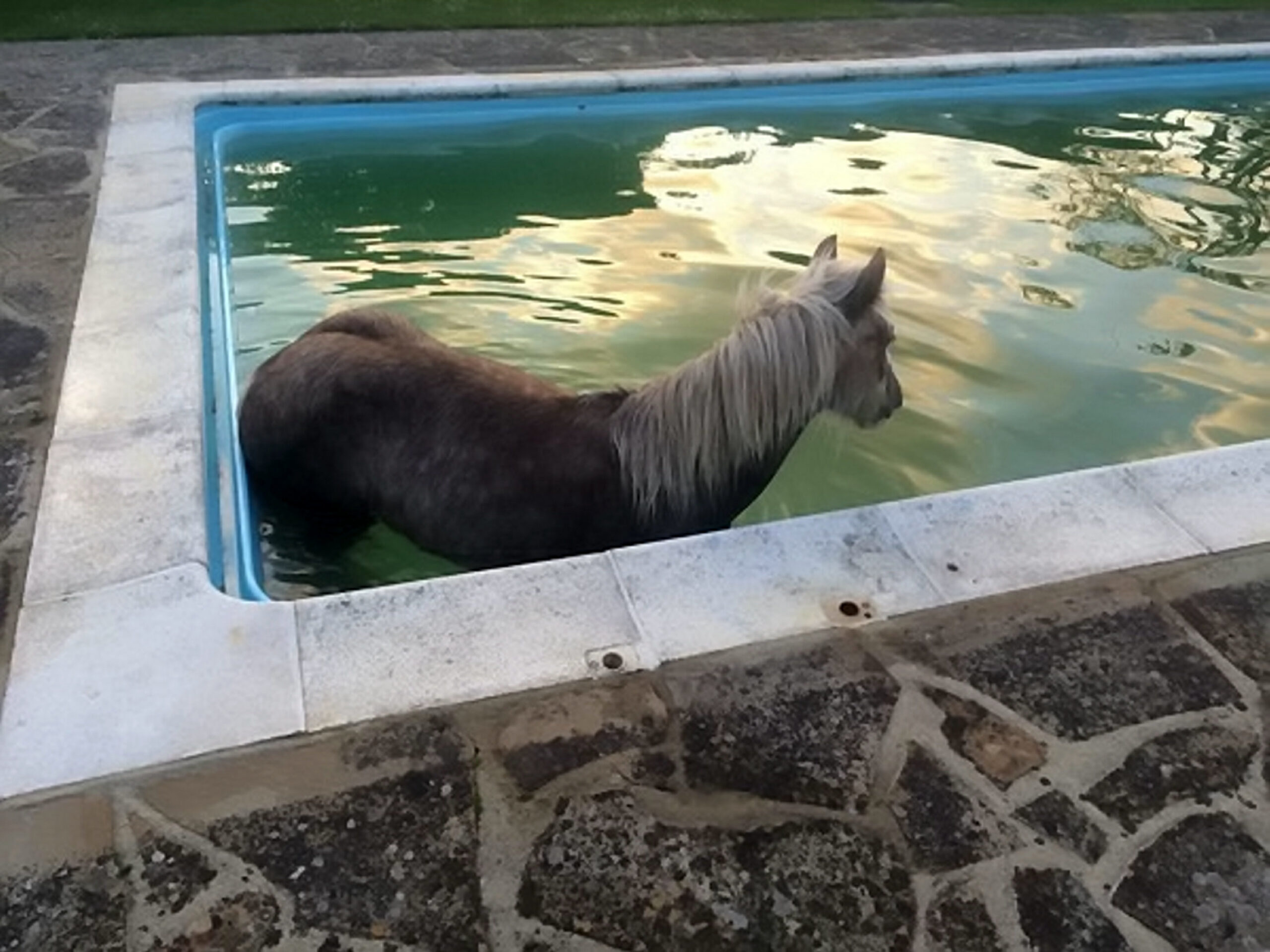 SWNS_POOL_HORSE_02.jpg