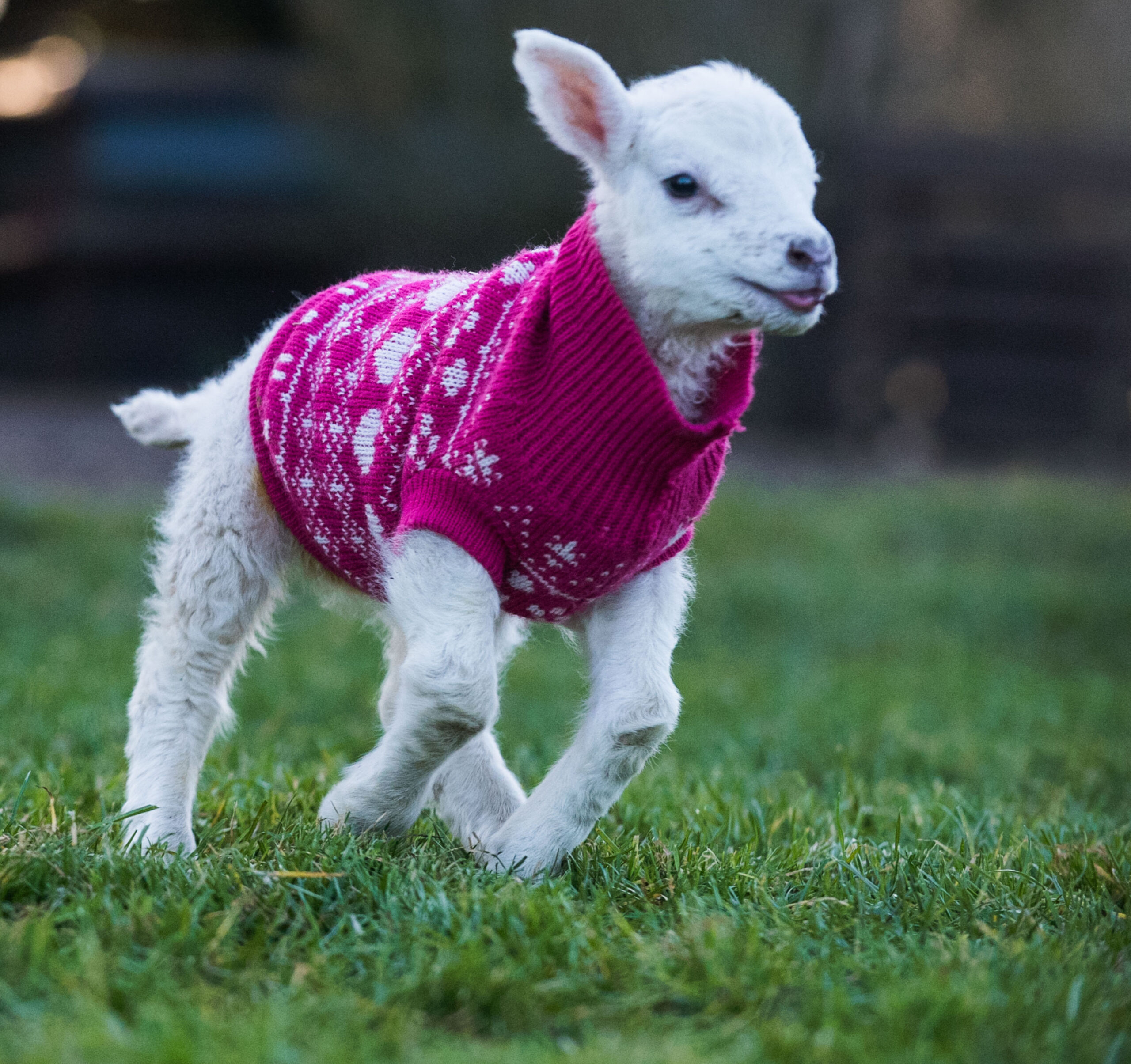 SWNS_WOOLEY_JUMPERS_02.jpg
