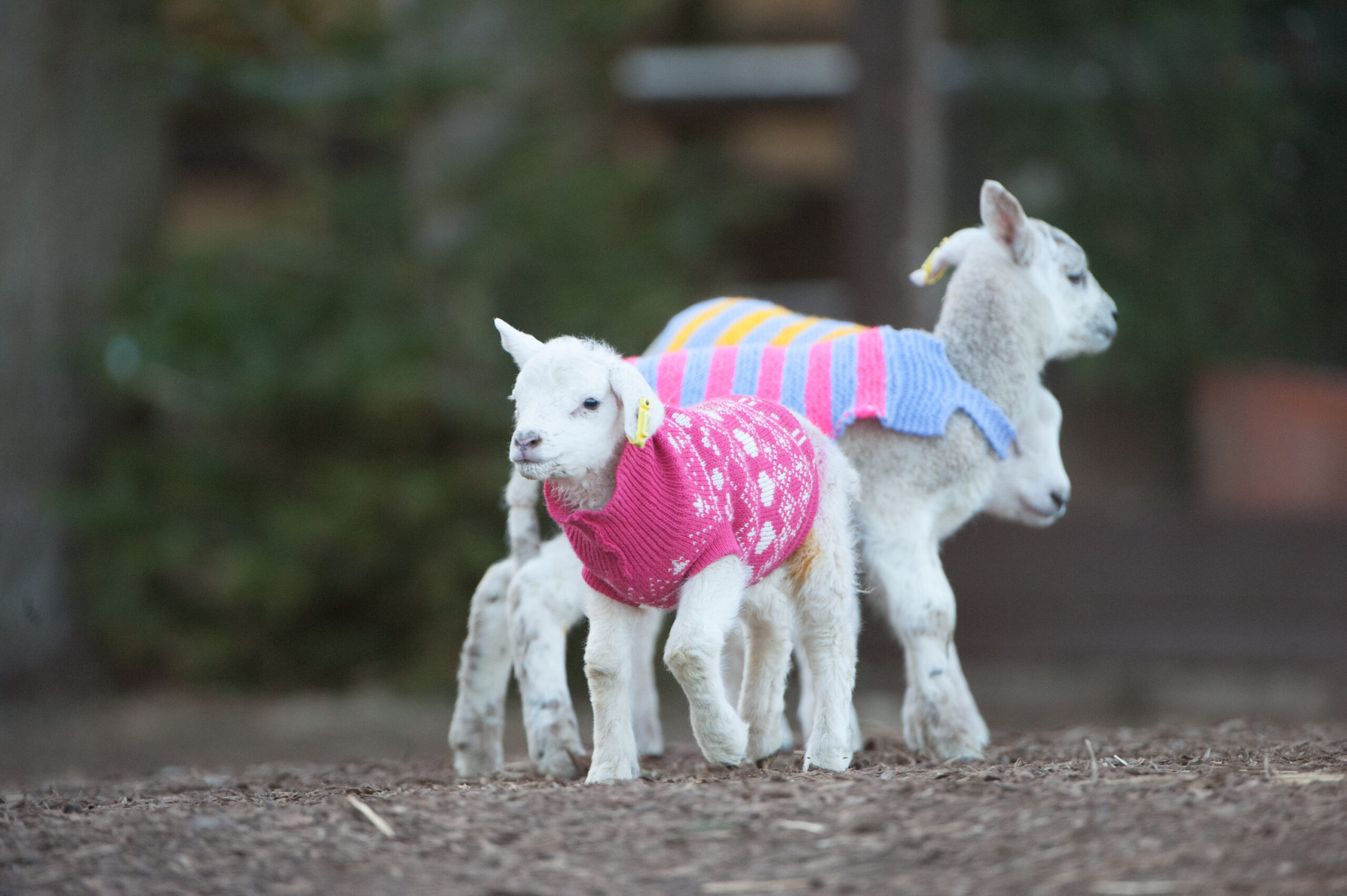 SWNS_WOOLEY_JUMPERS_03.jpg