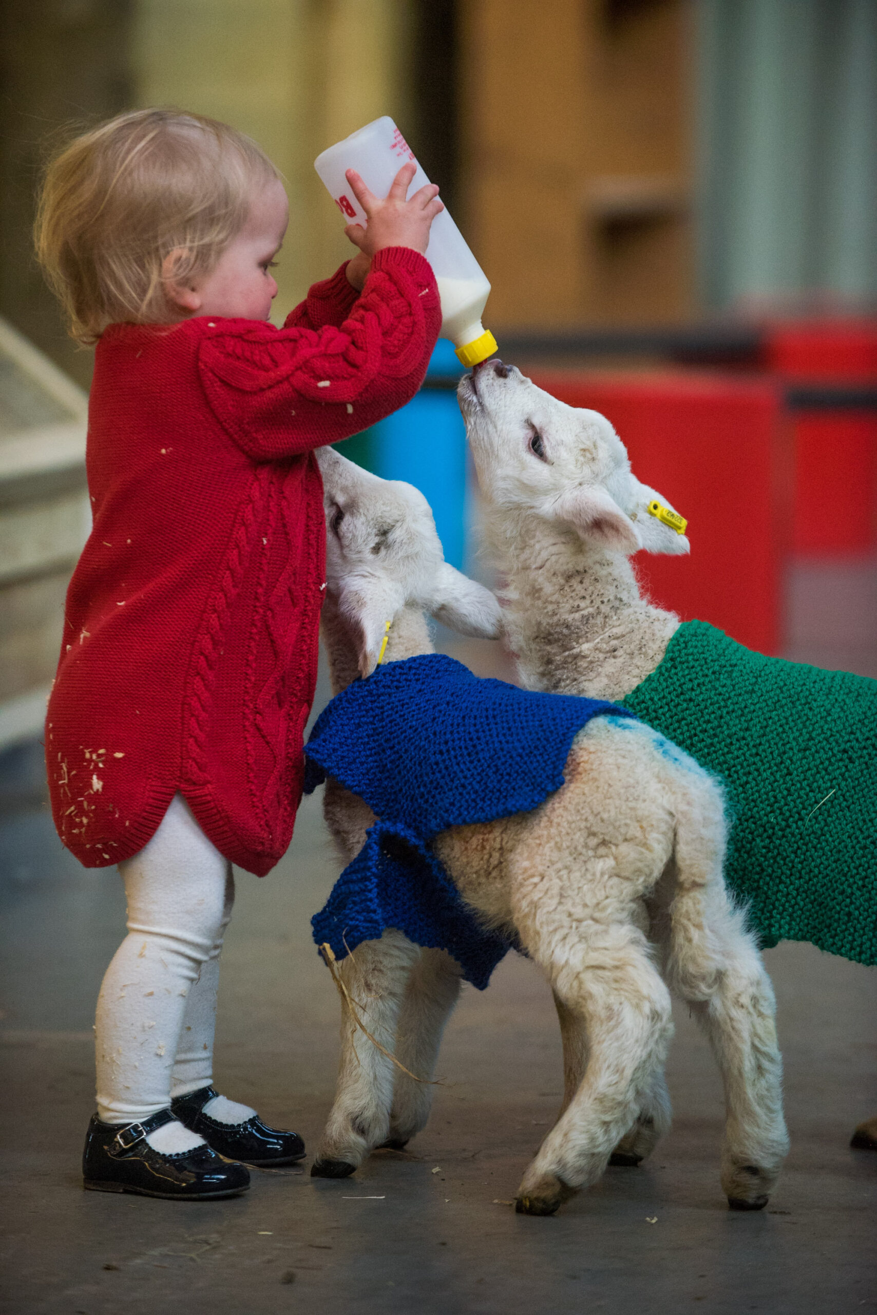 SWNS_WOOLEY_JUMPERS_06.jpg