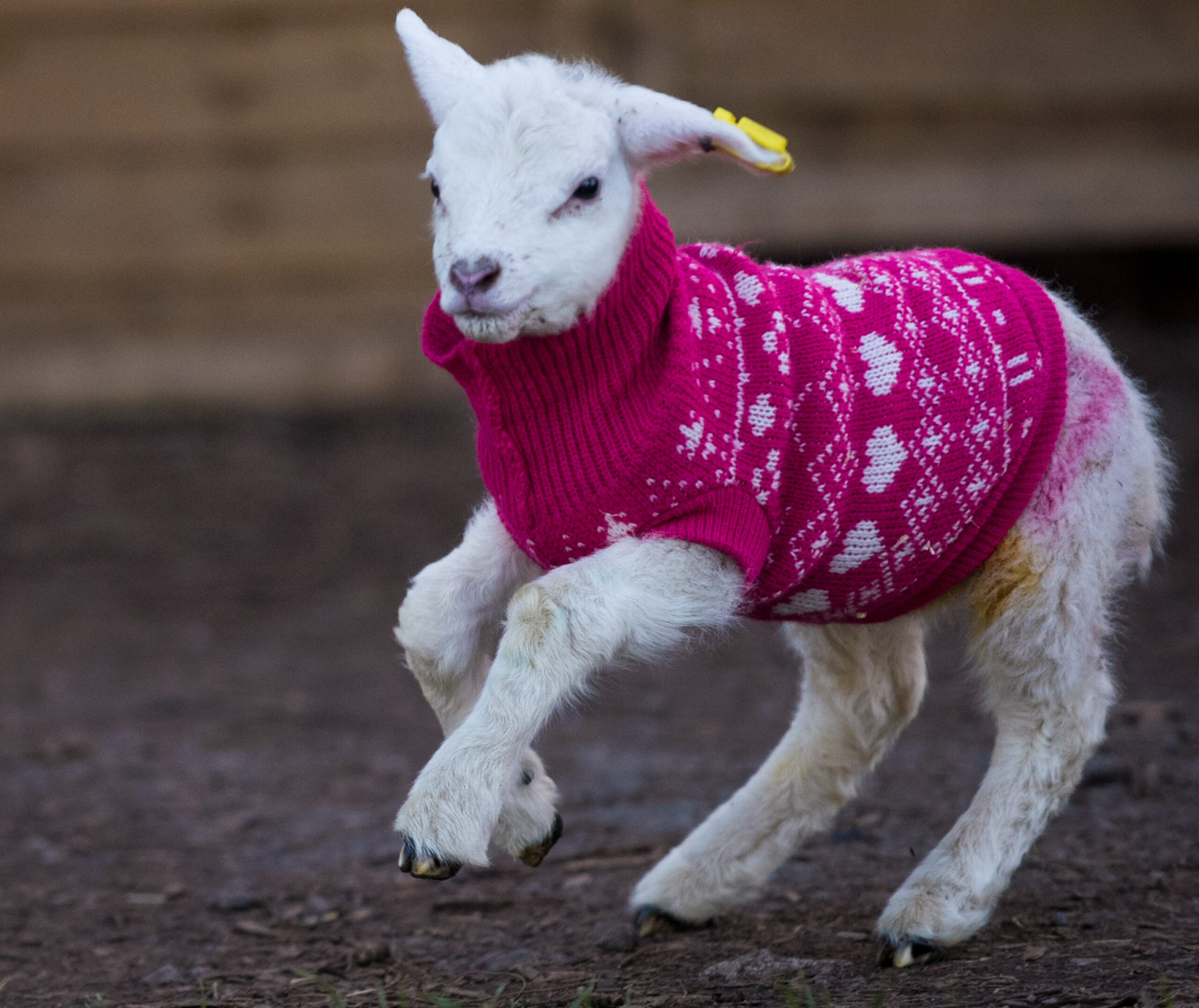 SWNS_WOOLEY_JUMPERS_15.jpg