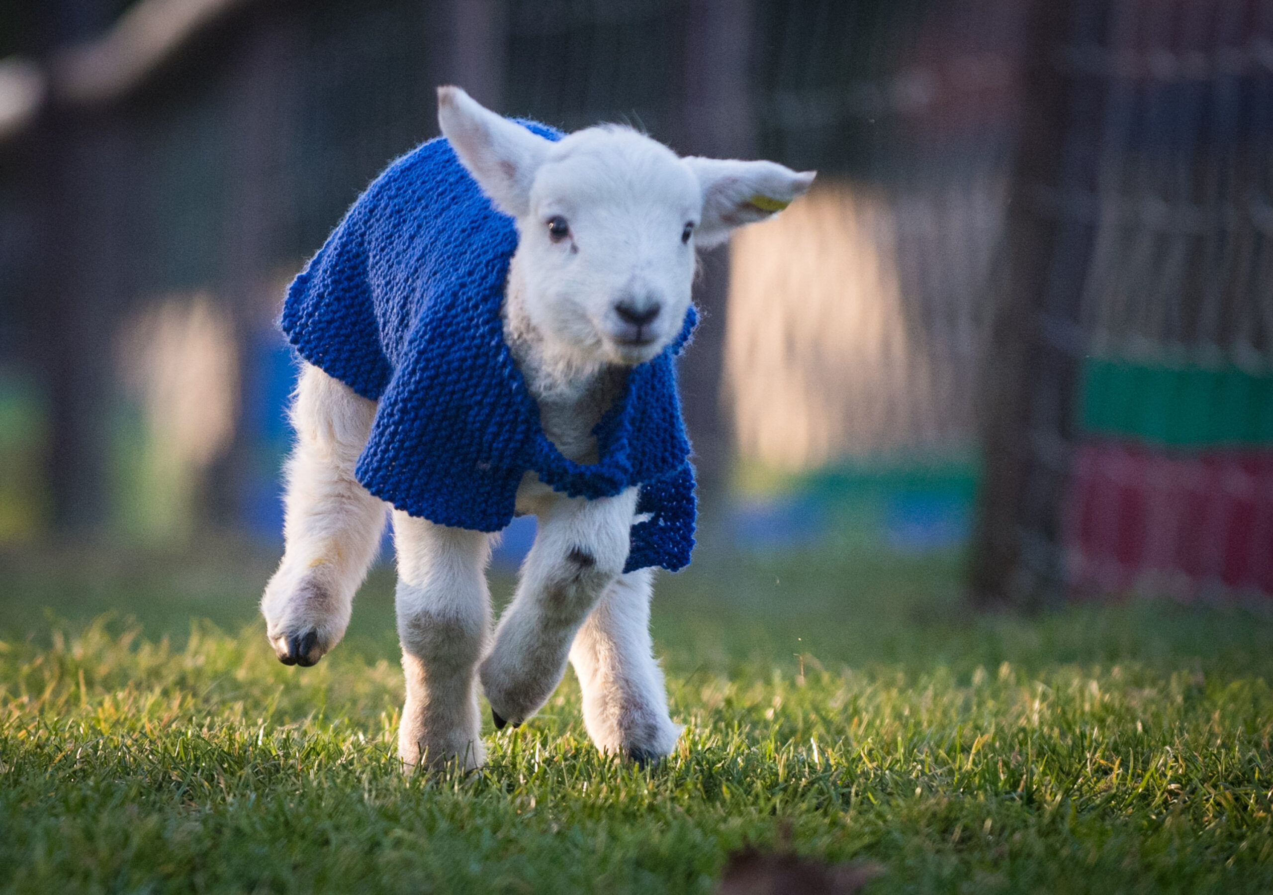 SWNS_WOOLEY_JUMPERS_16.jpg