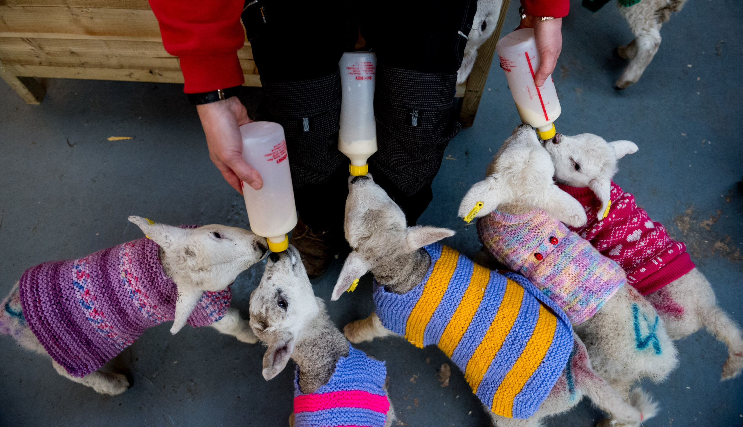 SWNS_WOOLEY_JUMPERS_17.jpg