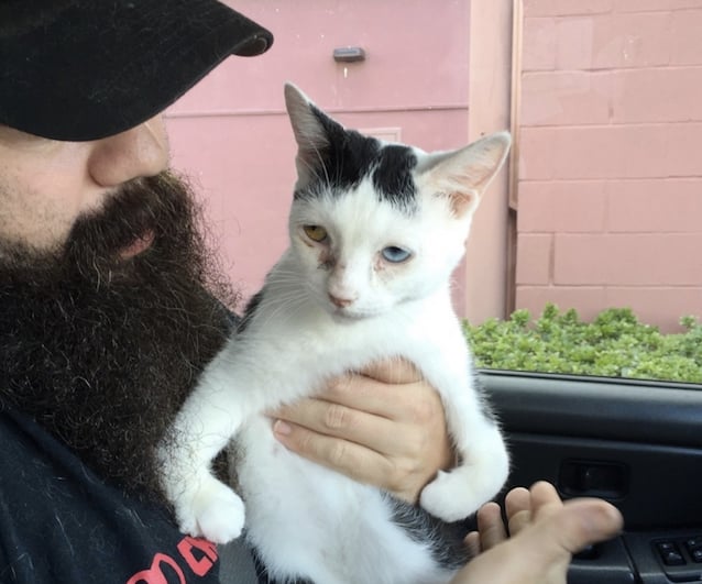 Sad-Kitty-1.jpg Sad-Kitty-1.jpg