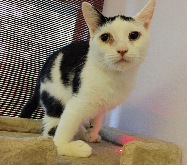 Sad-Kitty-3.jpg