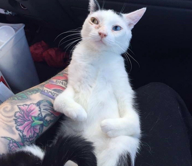 Sad-Kitty-5.jpg