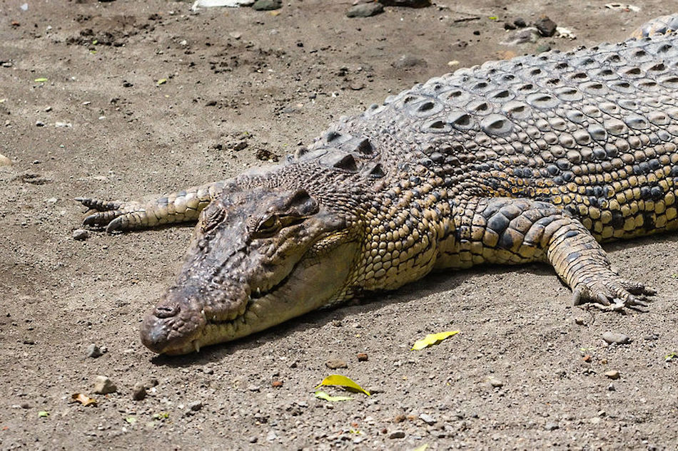 Saltwater_crocodile_Crocodylus_porosus_Gembira_Loka_Zoo_2015-03-15_01.jpg