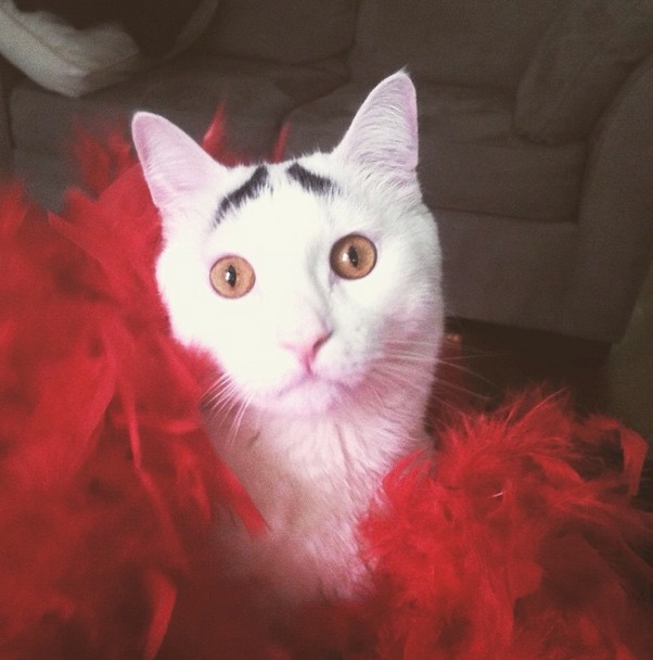 Sam-Cat-eyebrows-2.jpg
