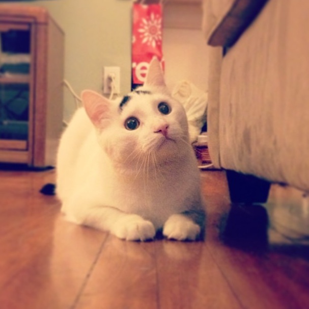 Sam-Cat-eyebrows-3.jpg