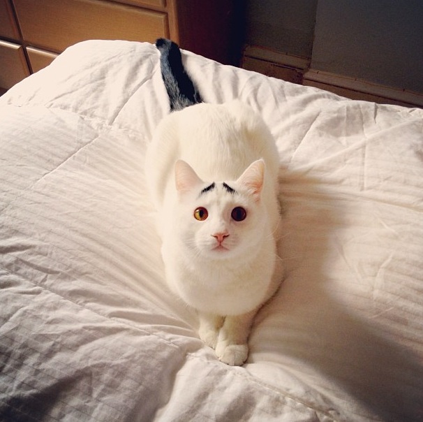 Sam-Cat-eyebrows-4.jpg