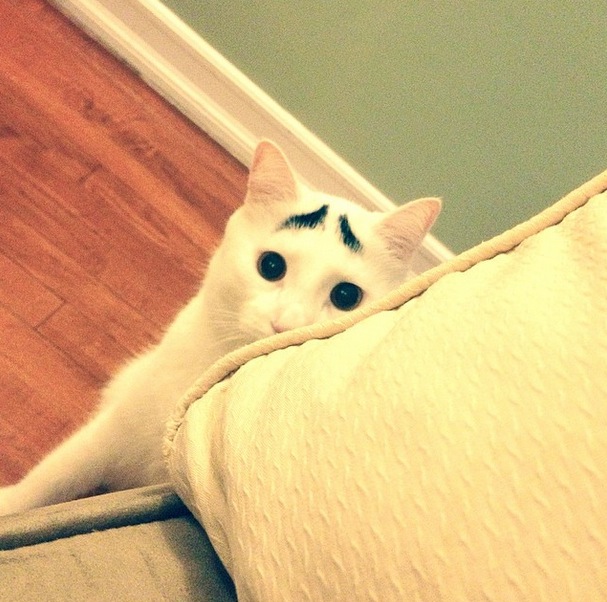 Sam-Cat-eyebrows-5.jpg