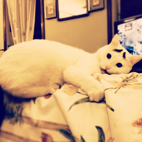 Sam-Cat-eyebrows-6.jpg