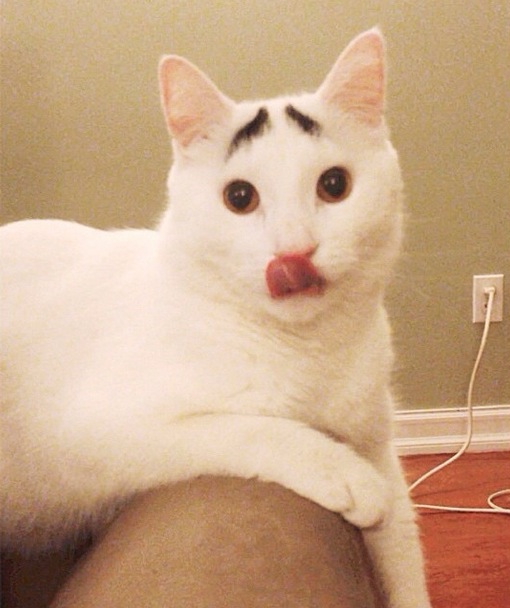 Sam-Cat-eyebrows.jpg