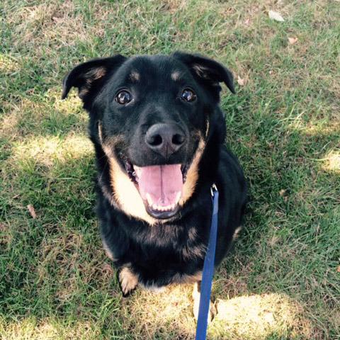 Sammy-Dog-Adopt-Me-1.jpg