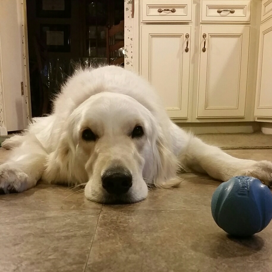 Sammy-kitchen.jpg