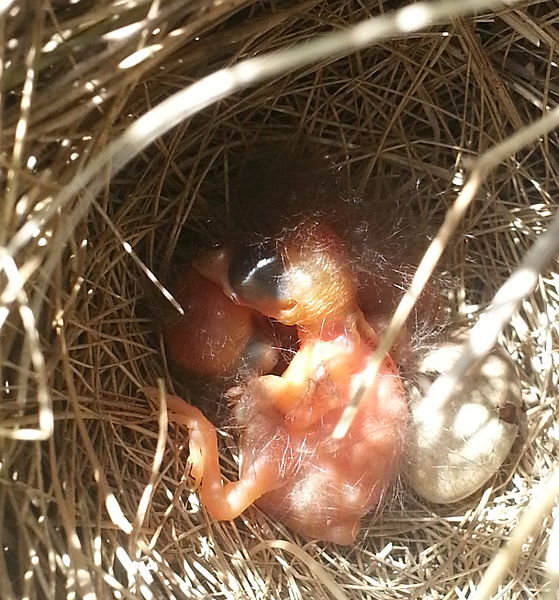 Savannah_Sparrow_Passerculus_sandwichensis_baby_birds_nestlings_hatch_day_with_hatching_egg_in_nest_AB_Canada.jpg