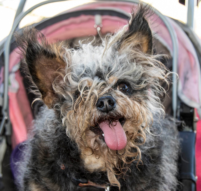 Scamp-768.jpg