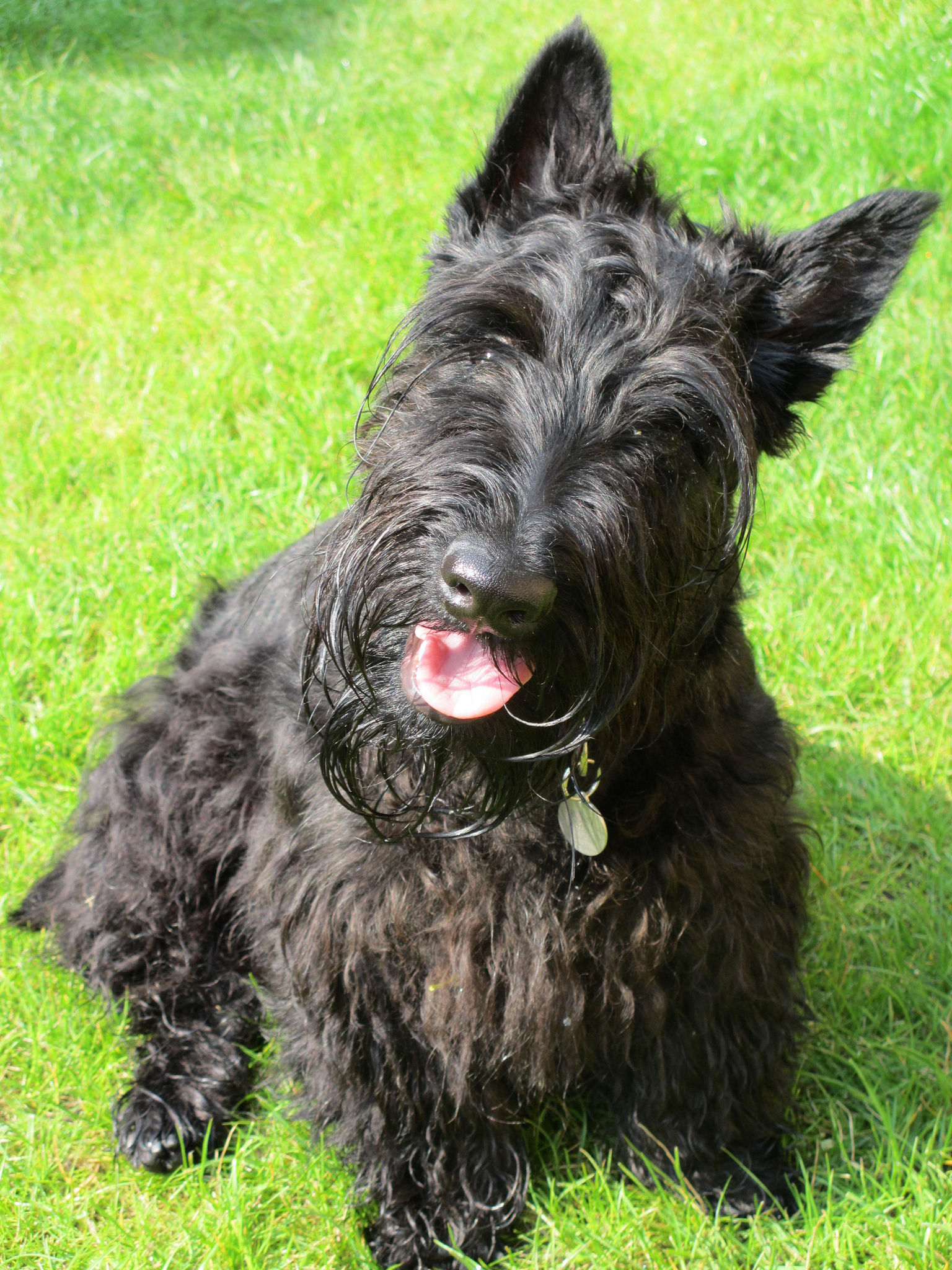 Scottish_terrier_1.jpg