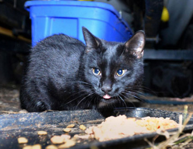 Scrap-Metal-Worker-Feeds-Cats-2.jpg