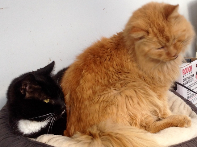 Scrap-Metal-Worker-Feeds-Cats-4.jpg