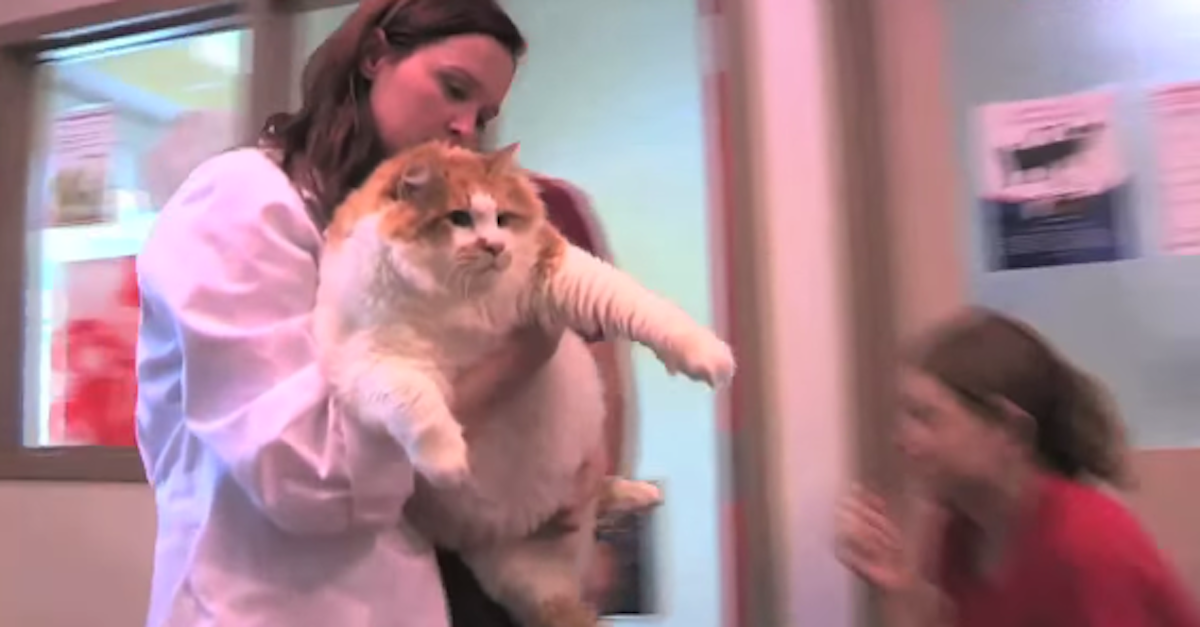 world's fattest cat