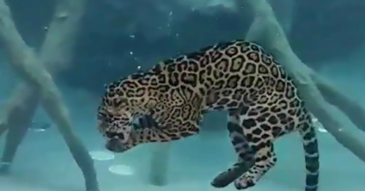 jaguar under water