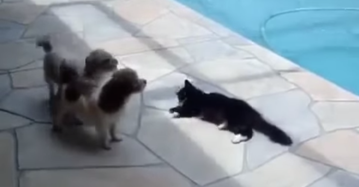 cat dog pool