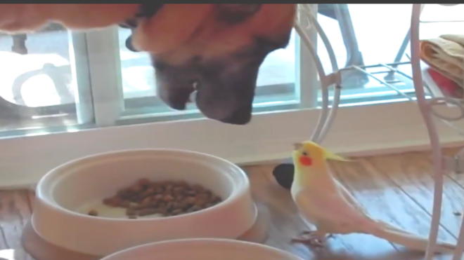 Bird sings to dog