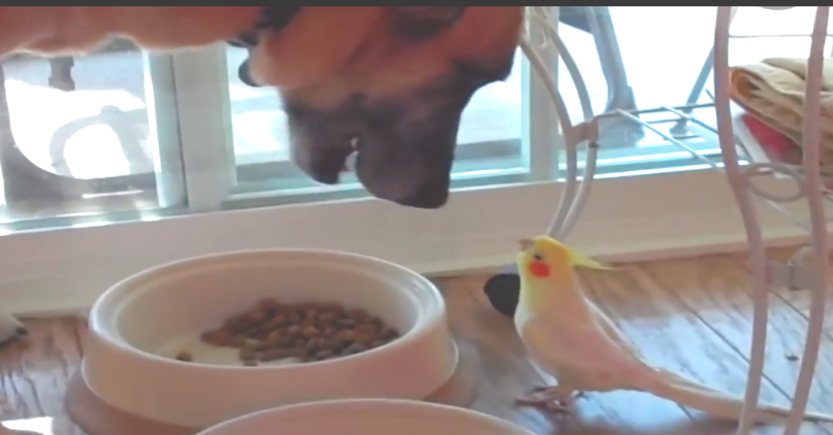 Bird sings to dog