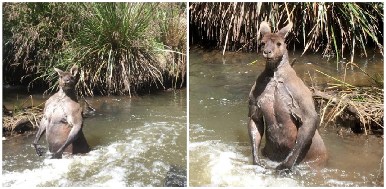 big-kangaroo