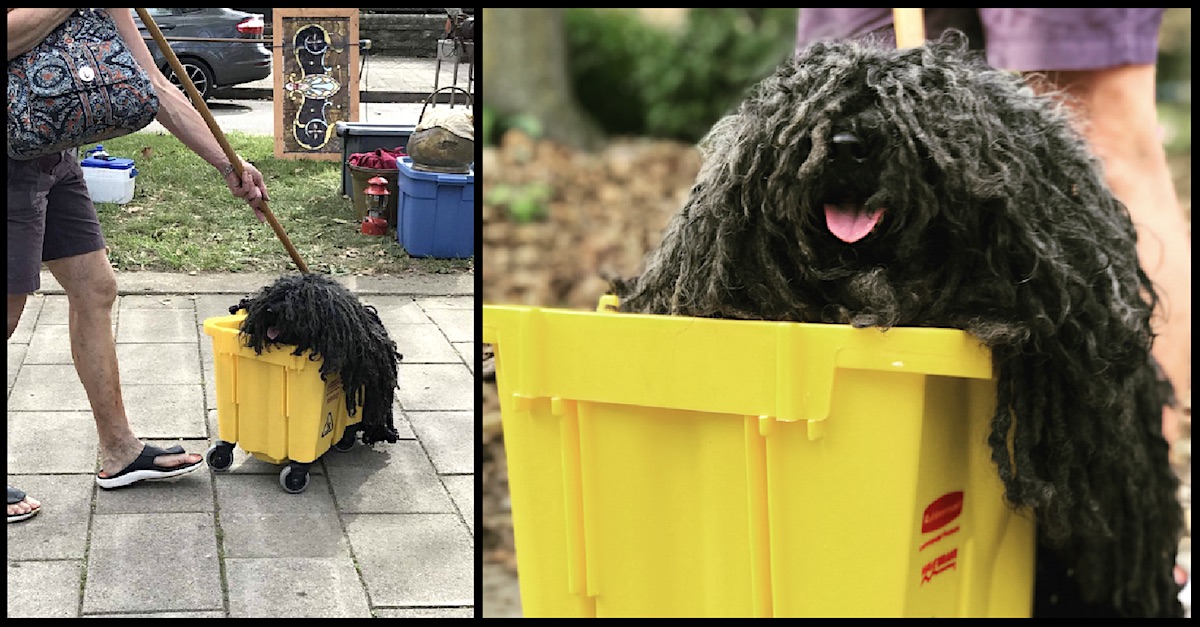 mop-dog-halloween