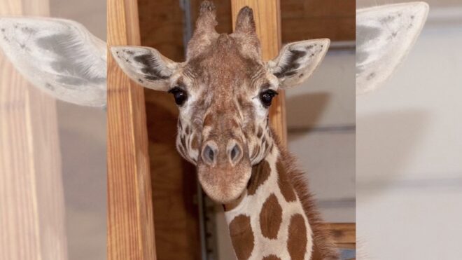 april-the-giraffe