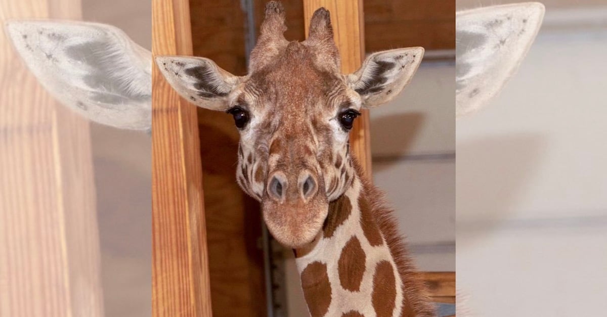 april-the-giraffe