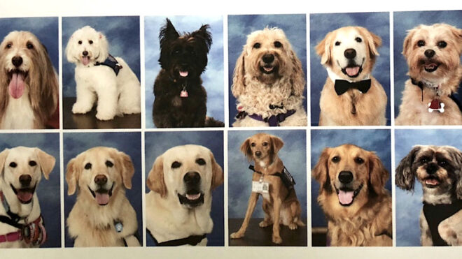 parkland-therapy-dogs