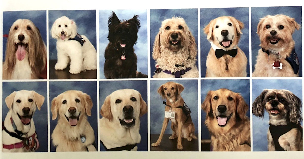 parkland-therapy-dogs