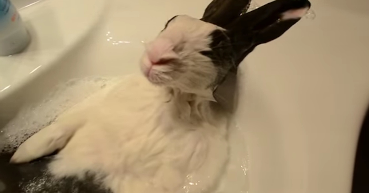 Rabbit Bath