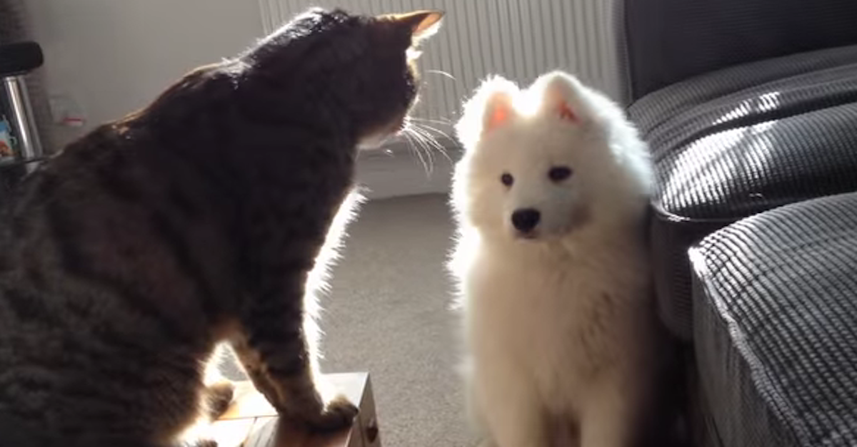 Samoyed makes friends with cat