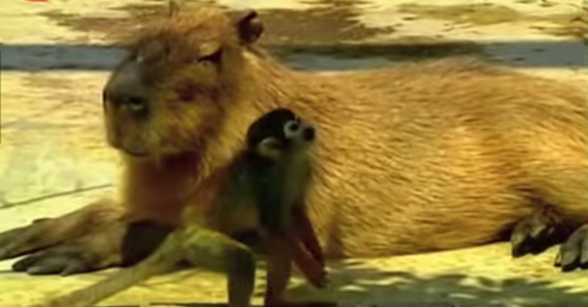 Squirrel Monkey capybara