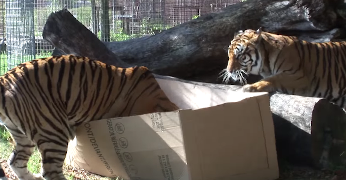 big cats boxes