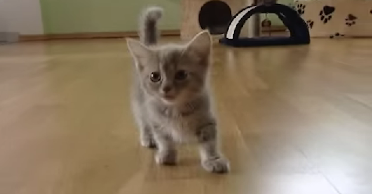 munchkin kitten talking